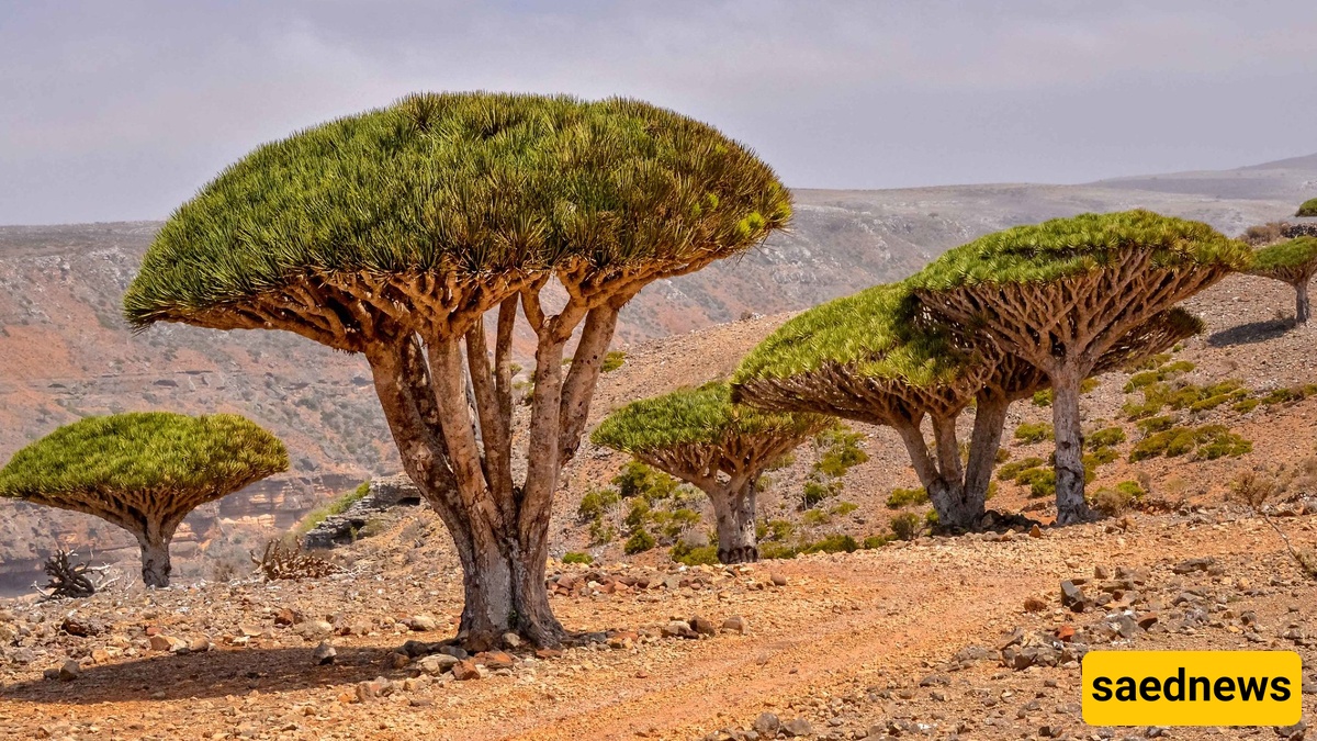 شجره دم التنین