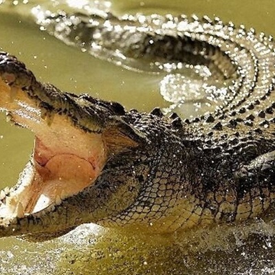 قصه الإخوه الثلاثه الذین هاجموا تمساحًا بحجه السحر