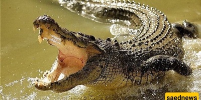 قصه الإخوه الثلاثه الذین هاجموا تمساحًا بحجه السحر