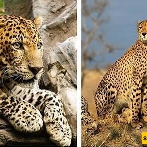 ما الفرق بین الفهد الصیاد والنمر؟ السمات الرئیسیه وأوجه الاختلاف