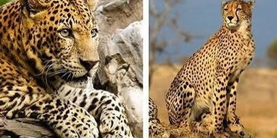 ما الفرق بین الفهد الصیاد والنمر؟ السمات الرئیسیه وأوجه الاختلاف