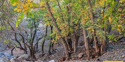 ألوان الخریف تحوّل وادی خان فی إیران إلى لوحه من الجمال