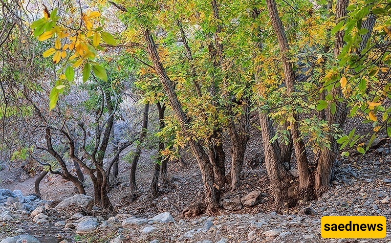 ألوان الخریف تحوّل وادی خان فی إیران إلى لوحه من الجمال