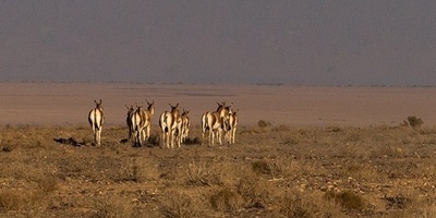 عوده حمار وحشی فارسی إلى متنزه کویر الوطنی فی إیران