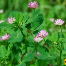 ما الفرق بین البرسیم الحجازی والبرسیم، وما فوائدهما؟