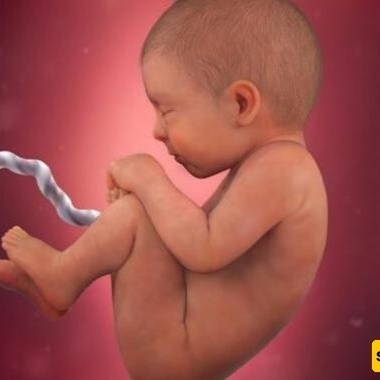 امرأه تبلغ من العمر 26 عامًا تصبح حاملًا بعد عامین من وفاه زوجها – مع صور