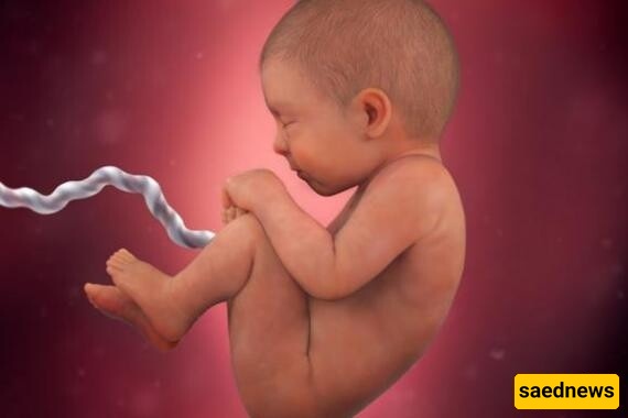 امرأه تبلغ من العمر 26 عامًا تصبح حاملًا بعد عامین من وفاه زوجها – مع صور