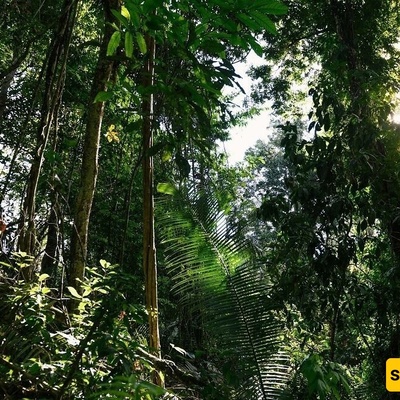 اکتشاف مخلوق مخملی ذو 56 ساقًا فی غابات البرازیل