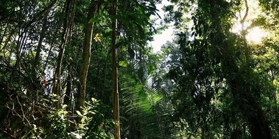 اکتشاف مخلوق مخملی ذو 56 ساقًا فی غابات البرازیل