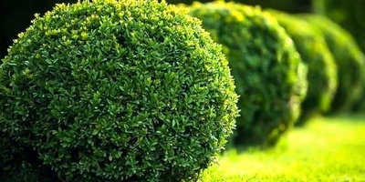 کیفیه زراعه شجیره الآس والعنایه بها