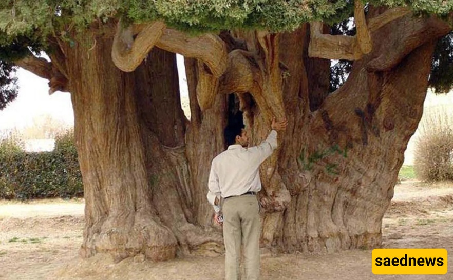 سرو أبرکوه