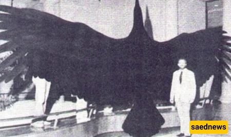 أرجنتافیس (Argentavis)