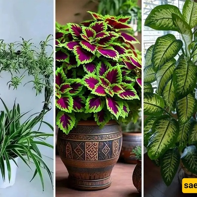 6 نباتات داخلیه یجب أن تمتلکها فی عام 2026 والتی سیحبها الجمیع
