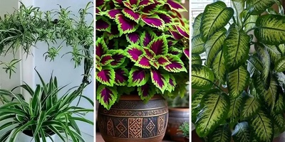 6 نباتات داخلیه یجب أن تمتلکها فی عام 2026 والتی سیحبها الجمیع