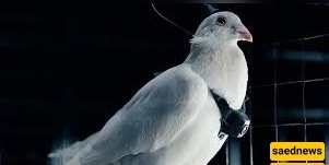 روسیا تحول الحمام إلى جواسیس طائره فی ثوره المراقبه الطبیعیه بالطائرات بدون طیار