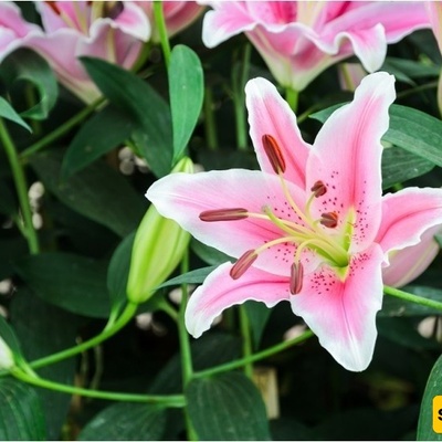 دلیل زراعه ورعایه الزنابق