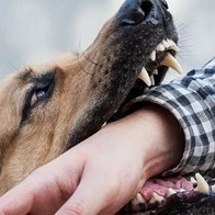 شاهد: هجوم شرس لکلب هاسکی على رجل فی المصعد