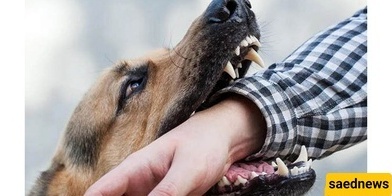 شاهد: هجوم شرس لکلب هاسکی على رجل فی المصعد