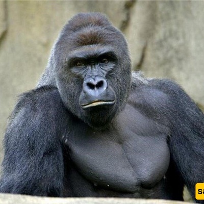 وُلِد طفل بشری من غوریلا! +صوره / مذهل 😐