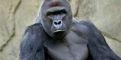 وُلِد طفل بشری من غوریلا! +صوره / مذهل 😐