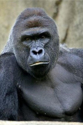 وُلِد طفل بشری من غوریلا! +صوره / مذهل 😐