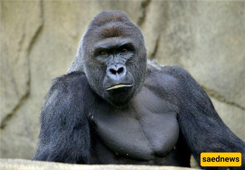 وُلِد طفل بشری من غوریلا! +صوره / مذهل 😐