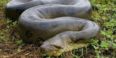 الحیاه السریه لأنثى أفعى عملاقه فی مخزن للطعام — یا لها من عرض! + صور