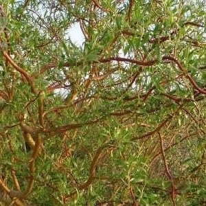 کیفیه زراعه ورعایه الصفصاف الصینی