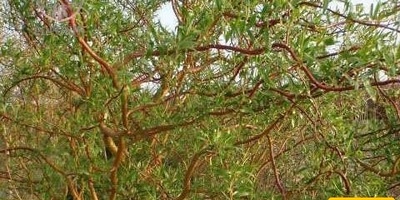 کیفیه زراعه ورعایه الصفصاف الصینی