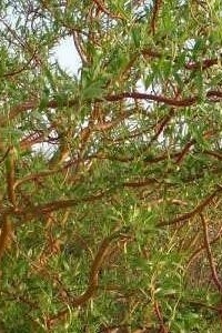 کیفیه زراعه ورعایه الصفصاف الصینی