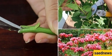 کیفیه إکثار الورود من العقل: دلیل بسیط وسهل لزراعه وتنمیه الورود