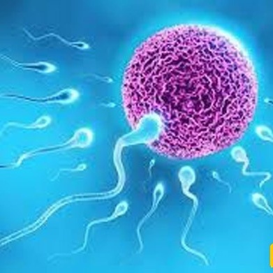 التکاثر بدون بویضات أو رحم أو حیوانات منویه