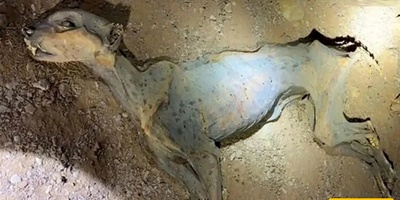 مومیاء فهد طبیعی تُکتشف فی کهوف شمال المملکه العربیه السعودیه