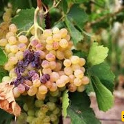 همدان... أرض الکروم الذهبیه بإنتاج عنب یفوق المتوسط العالمی