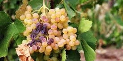 همدان... أرض الکروم الذهبیه بإنتاج عنب یفوق المتوسط العالمی