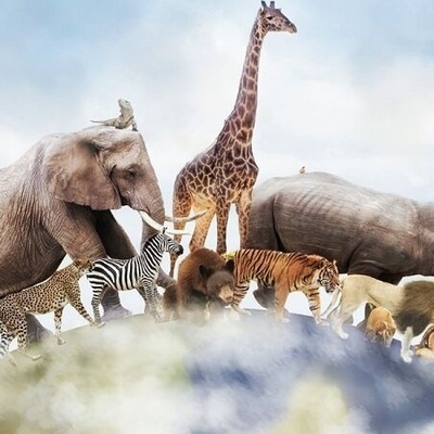 لعشاق وثائقیات الحیاه البریه: تعرّف على أقسى مخلوق على الأرض