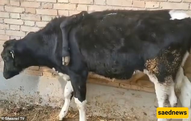 البقره 