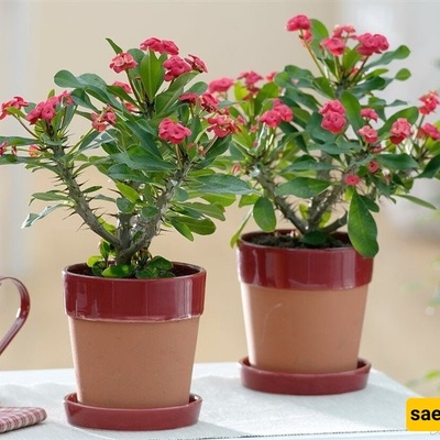 زراعه الجهنمیه والعنایه بها فی المنزل