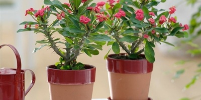 زراعه الجهنمیه والعنایه بها فی المنزل