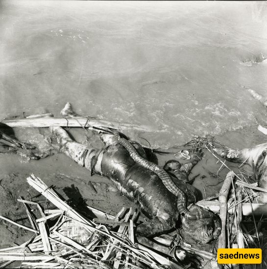 إعصار بولا 1970 – بنغلادش/باکستان الشرقیه