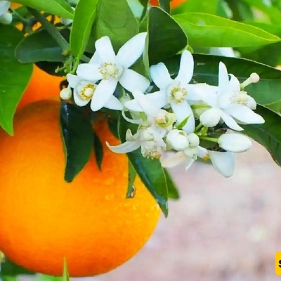 فوائد زهر البرتقال وشایه الصحیه للجسم والحمل مع آثاره الجانبیه