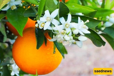 فوائد زهر البرتقال وشایه الصحیه للجسم والحمل مع آثاره الجانبیه