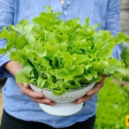 أنشئ حدیقتک الصغیره: الطریقه الذهبیه لزراعه وحصاد الخس الطازج المقرمش فی الأحواض دون عناء