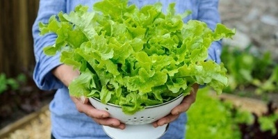 أنشئ حدیقتک الصغیره: الطریقه الذهبیه لزراعه وحصاد الخس الطازج المقرمش فی الأحواض دون عناء