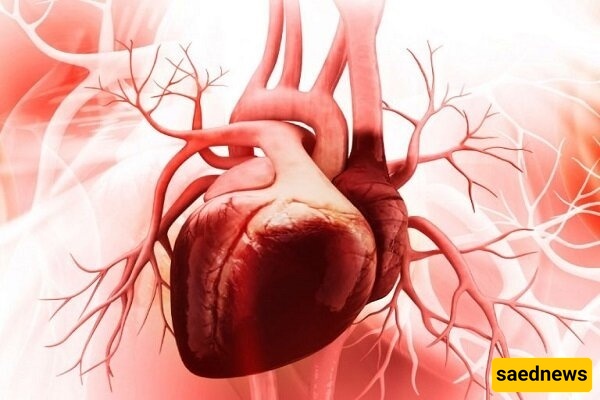 الذکاء الاصطناعی یبتکر قلبًا "مصالحًا": تقنیه جدیده تعالج أضرار القلب دون جراحه