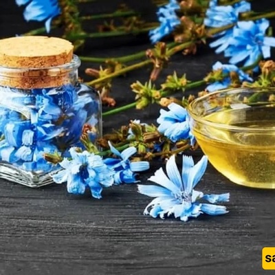 وصفه تحضیر شراب الهندباء المنزلی