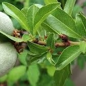 کیفیه زراعه أشجار اللوز والعنایه بها