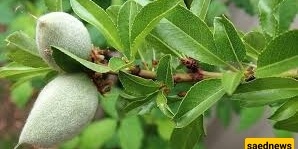 کیفیه زراعه أشجار اللوز والعنایه بها