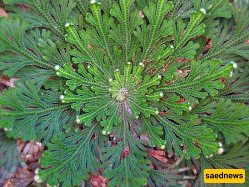 Selaginella lepidophylla