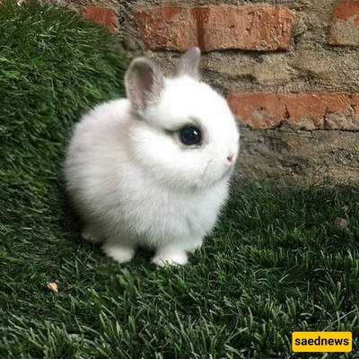 الولاده المدهشه لأرنب رضیع بوجه فیل + صور